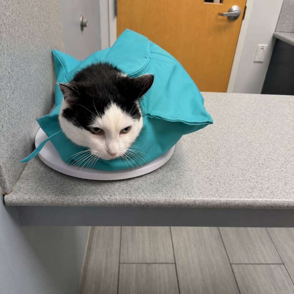 files/21-VELUNA-CARRIER-CAT.jpg